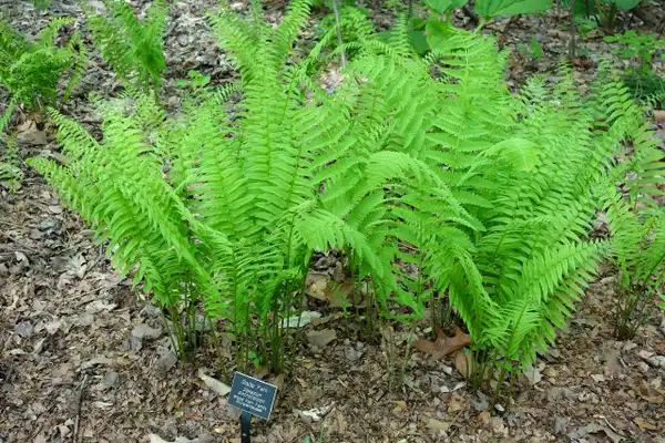 Photo of Homalosorus pycnocarpos (Homalosorus pycnocarposs)