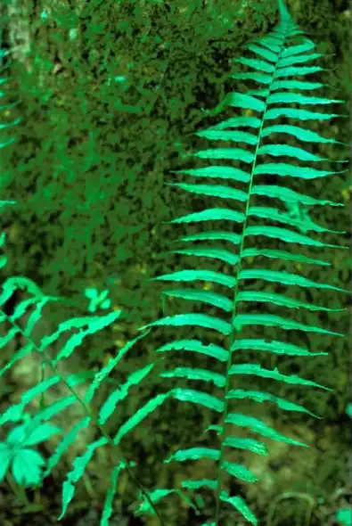 Photo of Homalosorus pycnocarpos - Fronds:Richtid