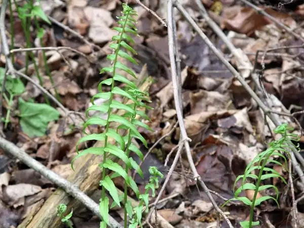 Photo of Homalosorus pycnocarpos - Fronds:Clark Reservation