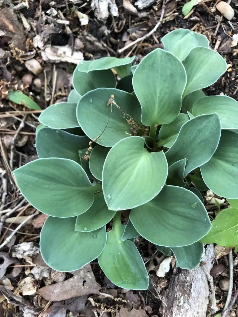 Photo of Hosta 'Blue Mouse Ears' (Hosta 'Blue Mouse Ears's)