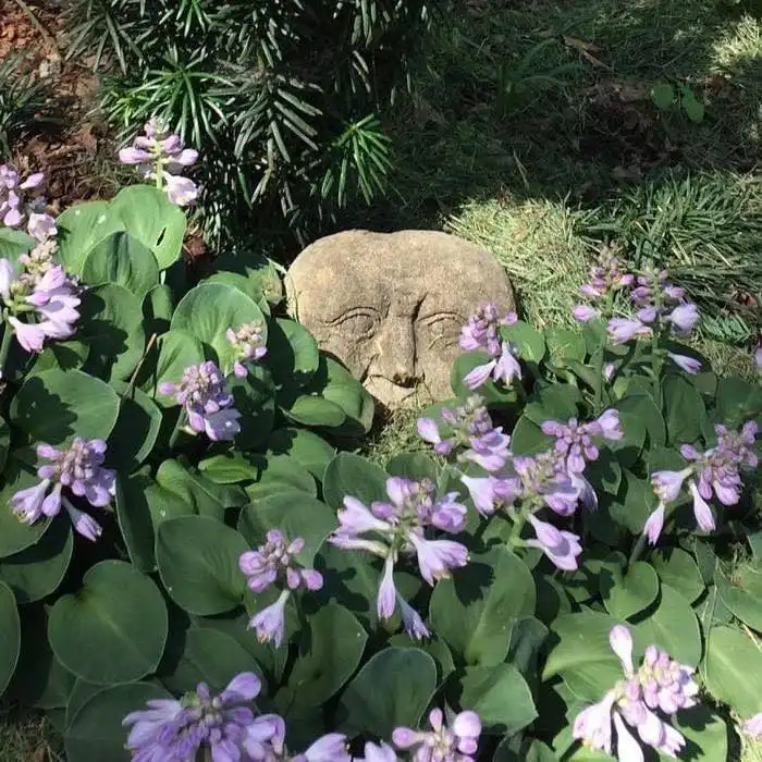Photo of Hosta 'Blue Mouse Ears' (Hosta 'Blue Mouse Ears's)
