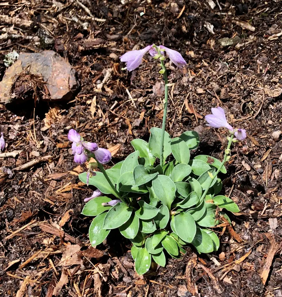 Photo of Hosta 'Blue Mouse Ears' - Full Form (Wake County,NC)-Early Summer:Cathy Dewitt