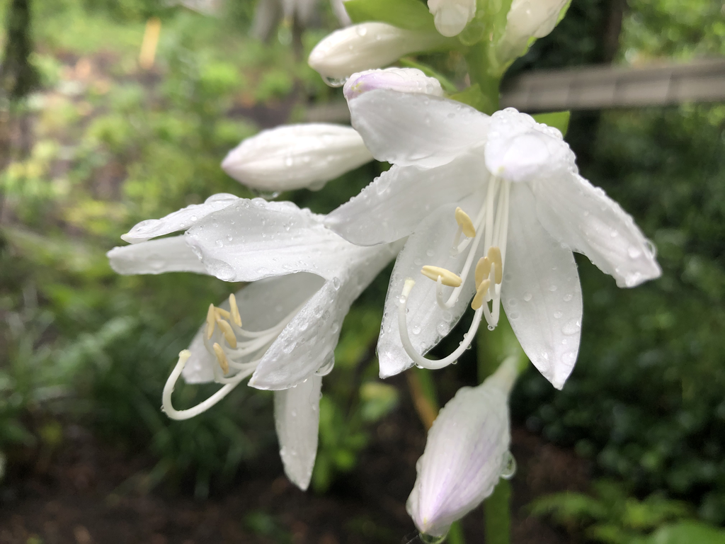 Foto de Hosta plantaginea (Hosta plantagineas)
