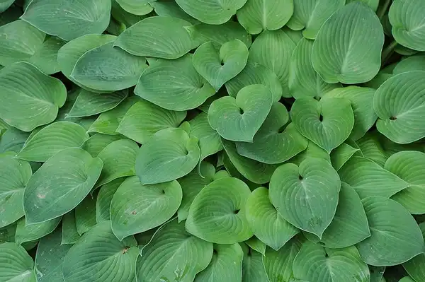 Photo of Hosta (Hostas)