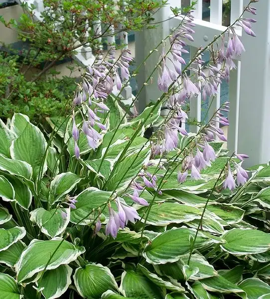 Photo of Hosta (Hostas)
