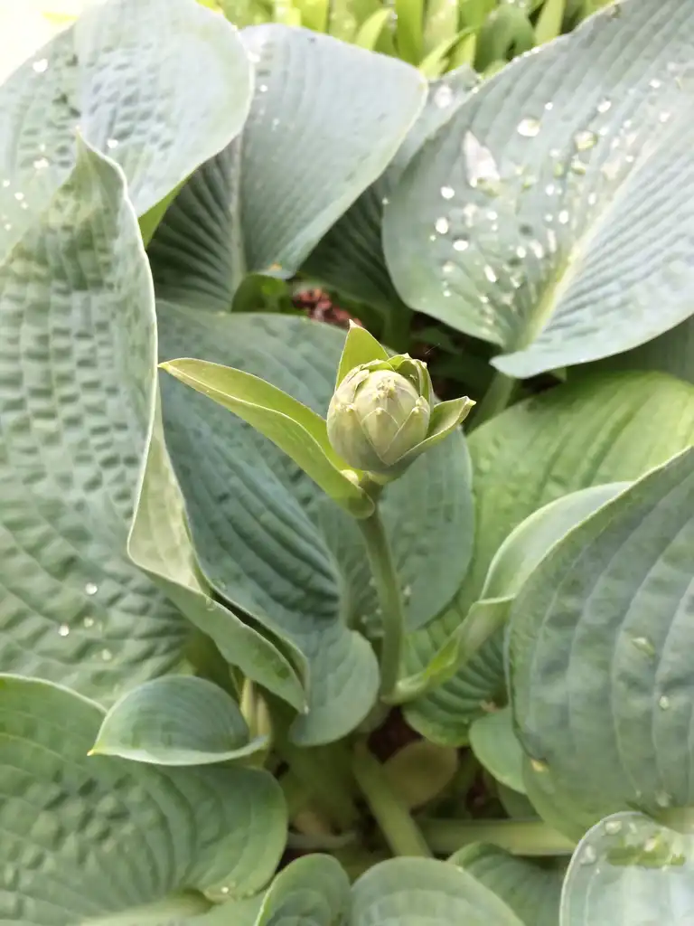 Photo of Hosta - 'Bressingham Blue' flower bud, spring, Durham County, NC:Carol Tierney