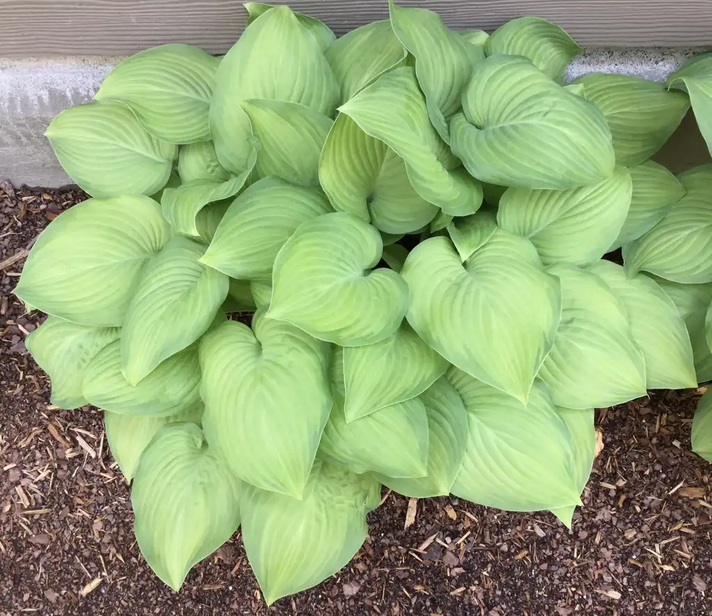 Photo of Hosta - 'Guacamole' form and leaves, spring, Durham County, NC:Carol Tierney
