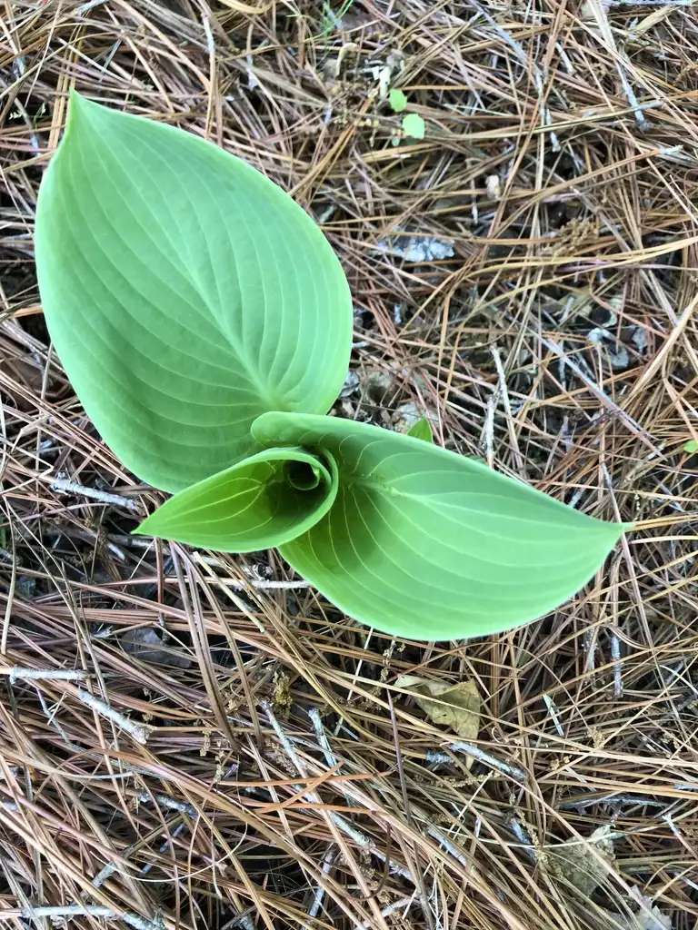 Photo of Hosta - 'Empress Wu' emerging leaves spring, Wake County, NC:Cathy Dewitt