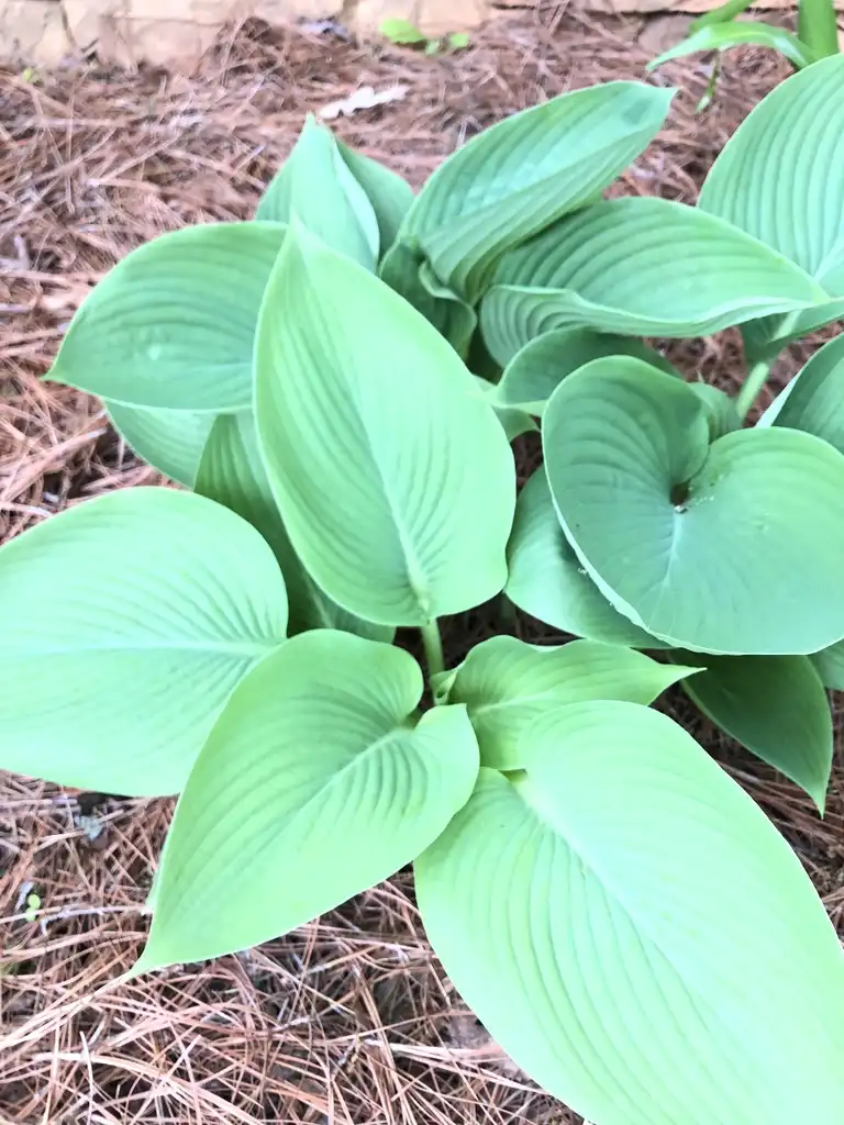 Photo of Hosta - 'Empress Wu' form and leaves, spring, Warren County, NC:Cathy Dewitt