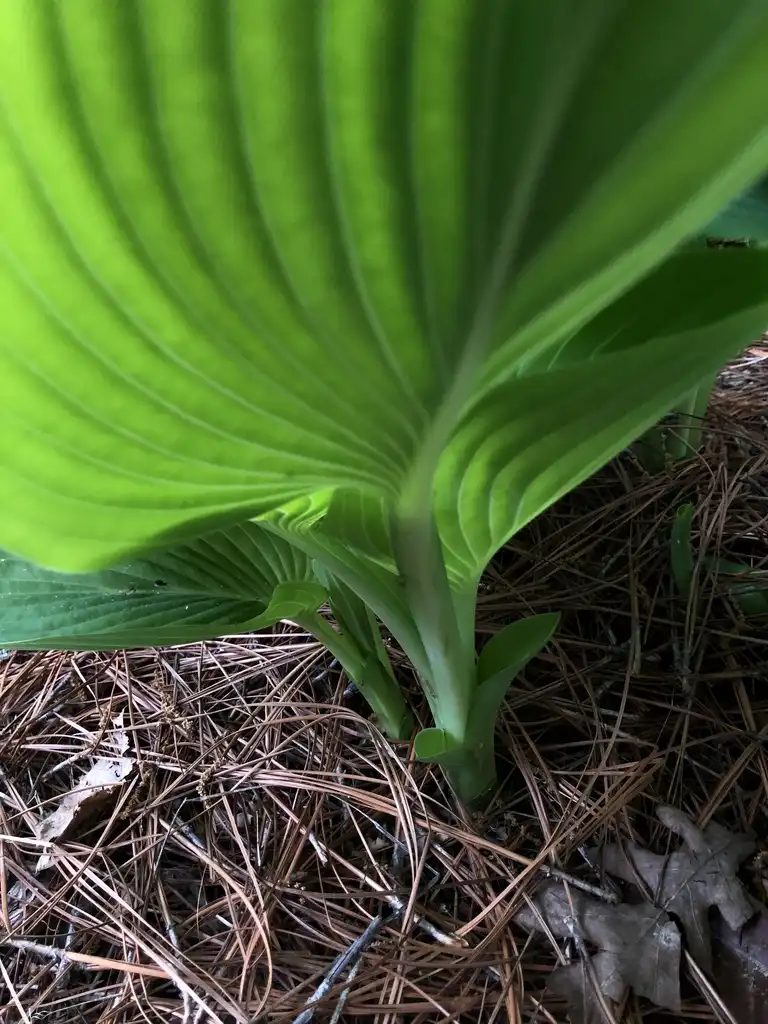 Photo of Hosta - 'Empress Wu' from underside, spring, Warren County, NC:Cathy Dewitt