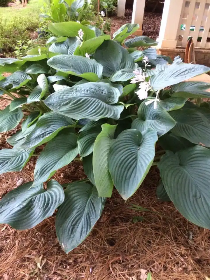 Photo of Hosta - 'Empress Wu' mid-summer, Warren County, NC:Cathy Dewitt