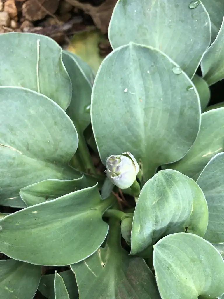 Photo of Hosta - flower bud, late spring, Warren County, NC:Cathy Dewitt