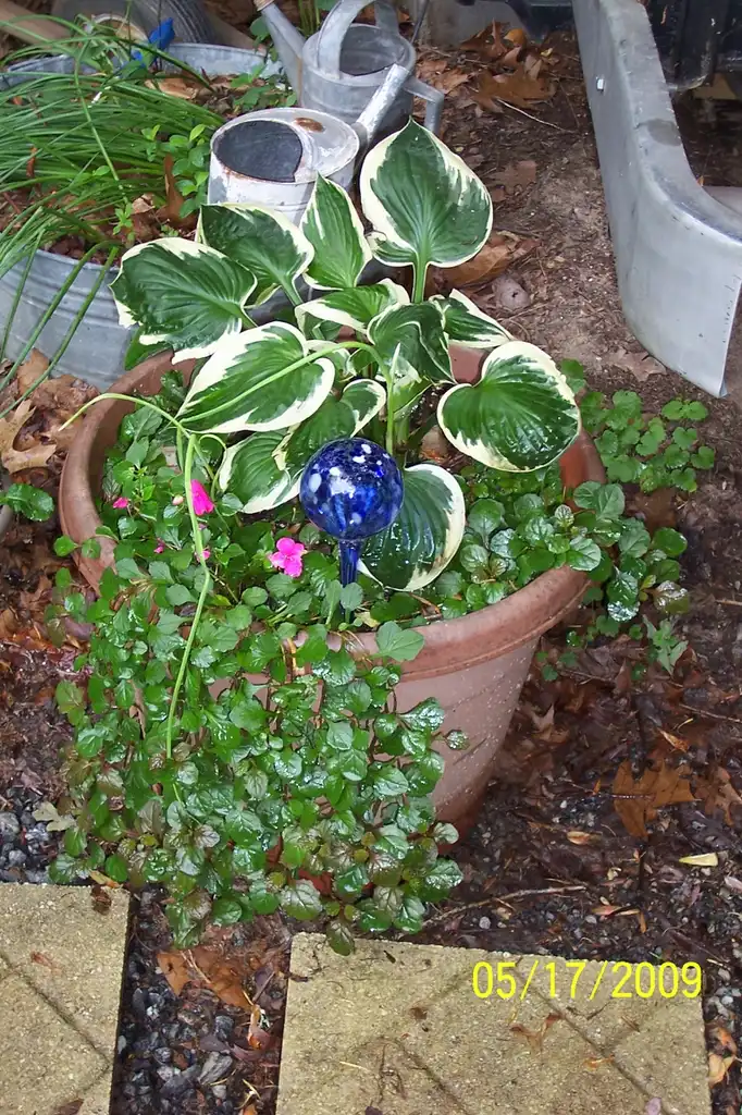 Photo of Hosta - 'Patriot" (with Ajuga reptans), spring, Iredell County, NC:Eva Munday