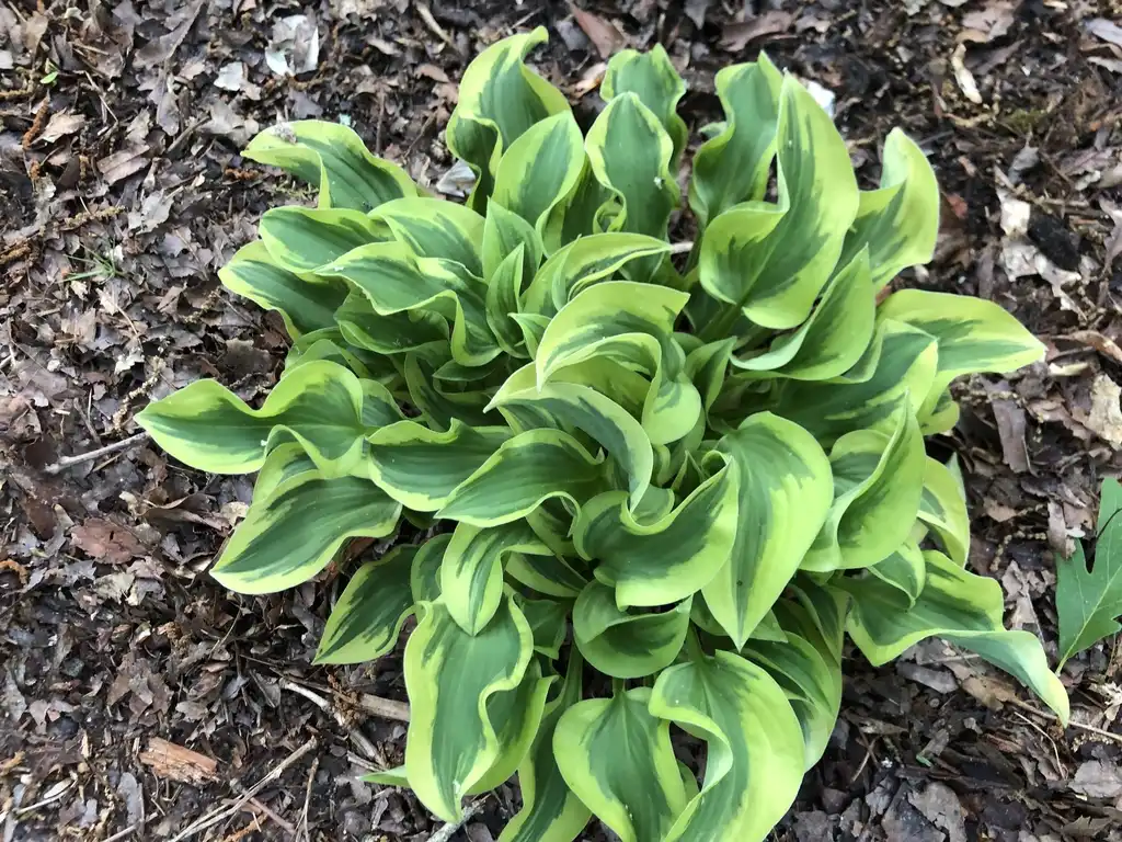 Photo of Hosta - 'Mini skirt' Full Form (Warren County,NC):Cathy Dewitt