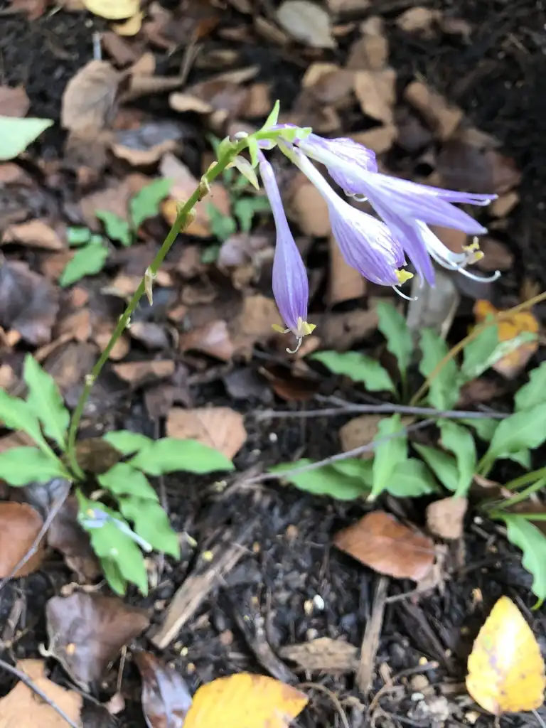 Photo of Hosta - 'Cowlick' Form:Cathy Dewitt