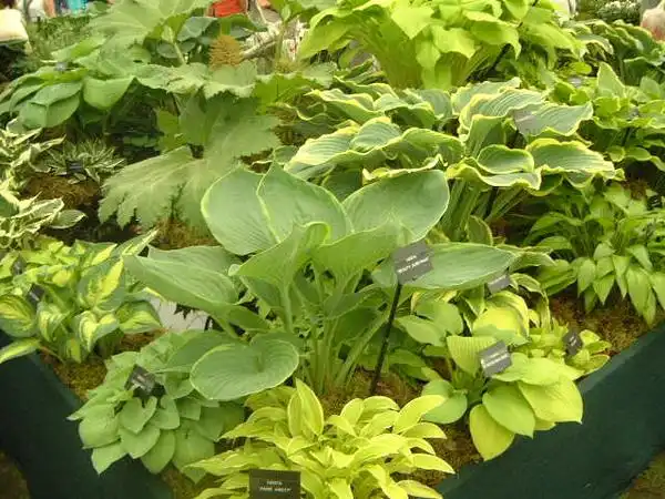 Photo of Hosta - Leaves and Flowers:Photo by Alex Lomas