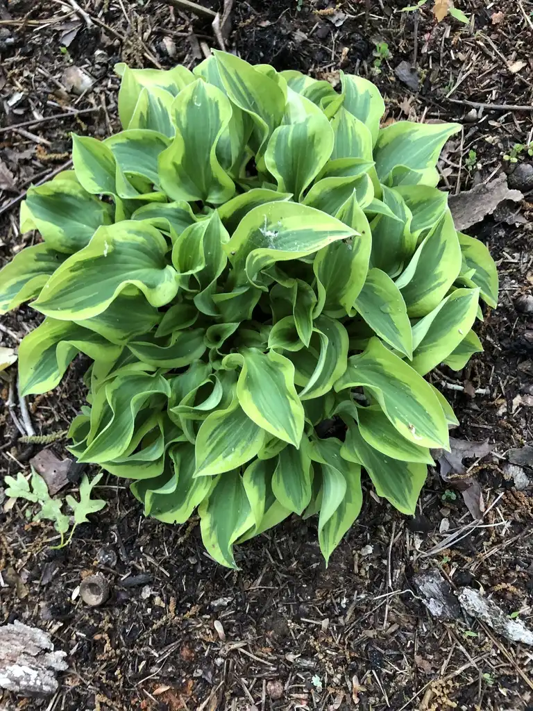 Photo of Hosta - 'School Mouse' Form (Warren County,NC):Cathy Dewitt