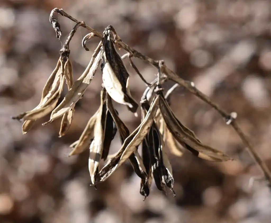 Photo of Hosta - 'Empress Wu' Seeds (Wake County, NC)-Late Fall:Cathy Dewitt