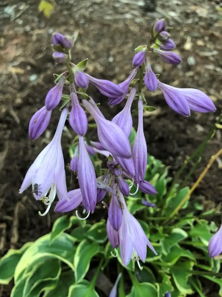 Photo of Hosta - 'Wrinkle in Time' Flower (Wake County, NC)-Early Summer:Cathy Dewitt