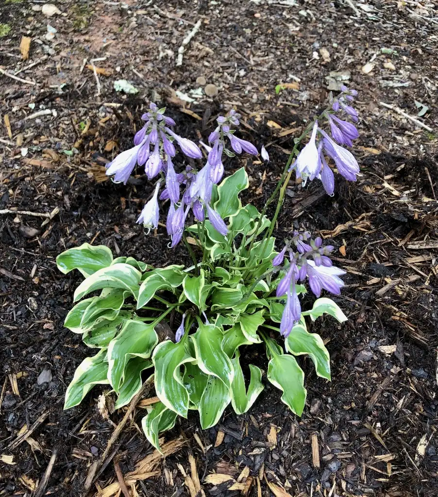 Photo of Hosta - Full Form (Warren County,NC)-Early Summer:Cathy Dewitt