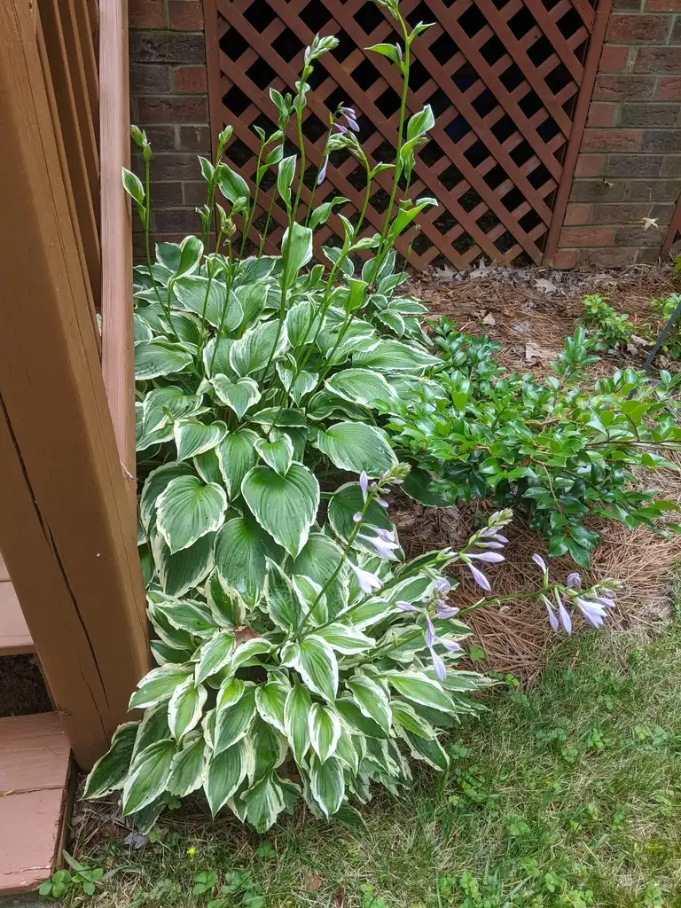 Photo of Hosta - Full Form (Cabarrus County,NC):Hope Duckworth