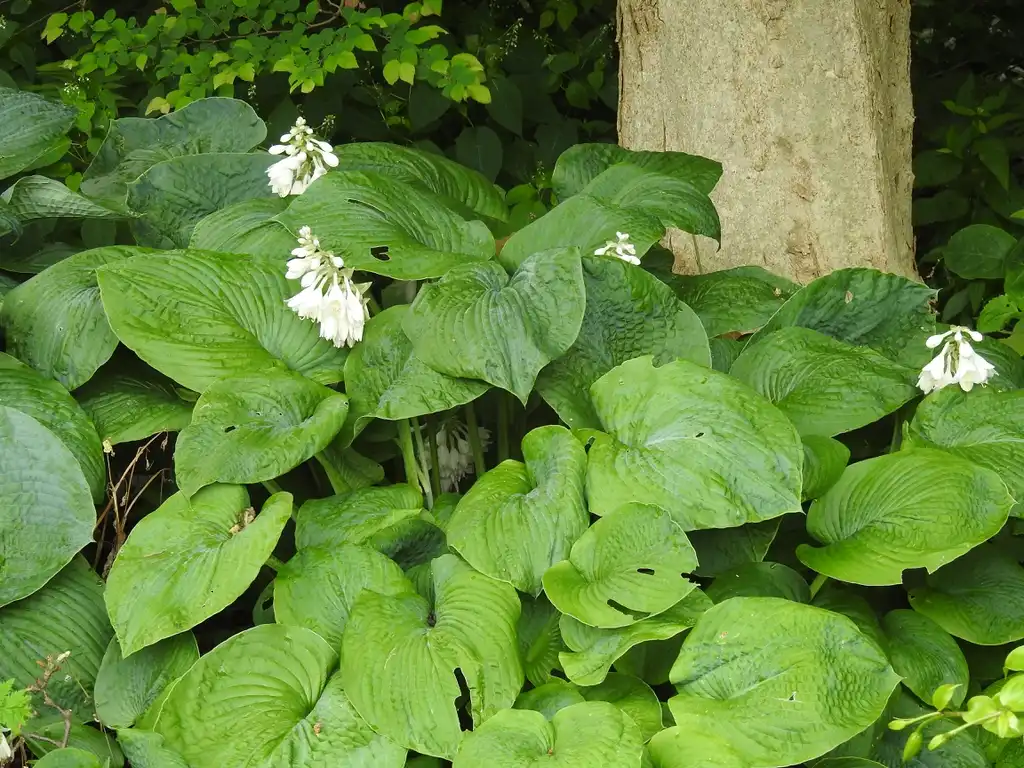 Photo of Hosta - Hosta flowers:Kathleen Moore