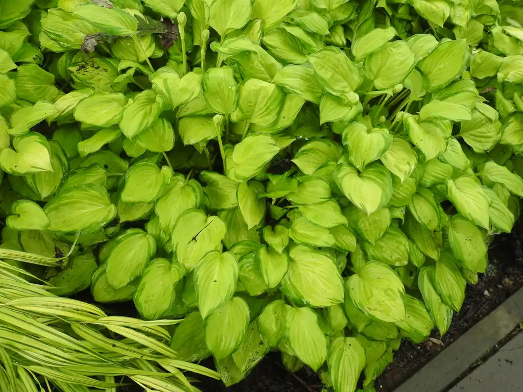Photo of Hosta - Hosta 'Super Nova':Kathleen Moore