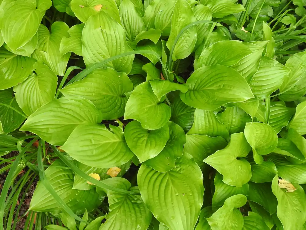 Photo of Hosta - Hosta 'Twist of Lime':Kathleen Moore