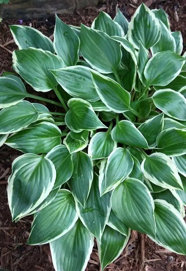 Photo of Hosta - Leaves Close-Up (Wake County,NC):Cathy Dewitt
