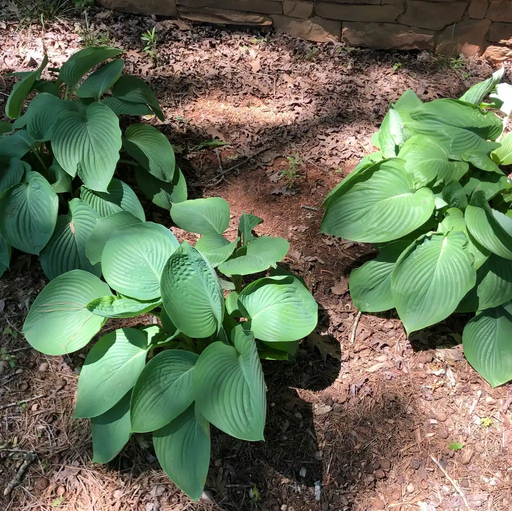 Photo of Hosta - 'Empress Wu' Young Form (Warren County, NC):Cathy Dewitt