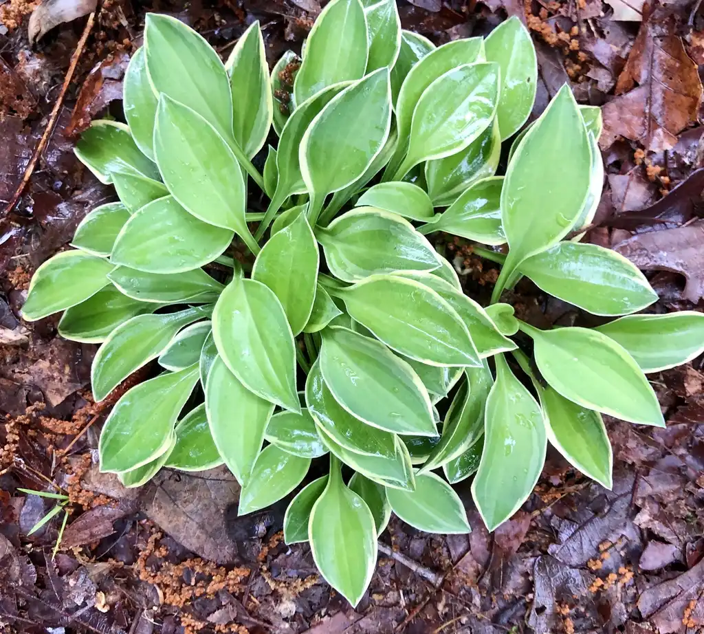 Photo of Hosta - form:Cathy Dewitt