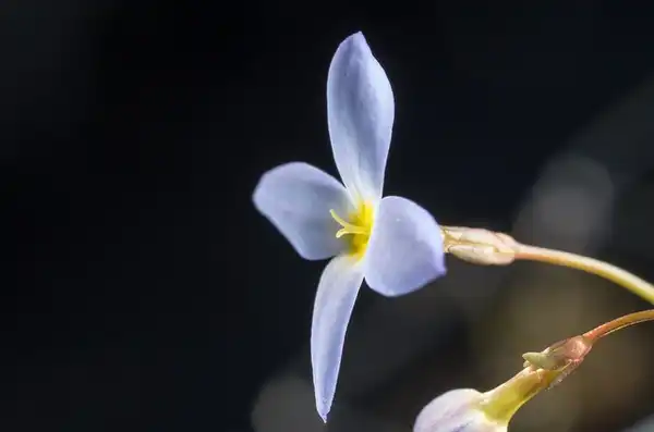Photo of Houstonia caerulea (Houstonia caeruleas)