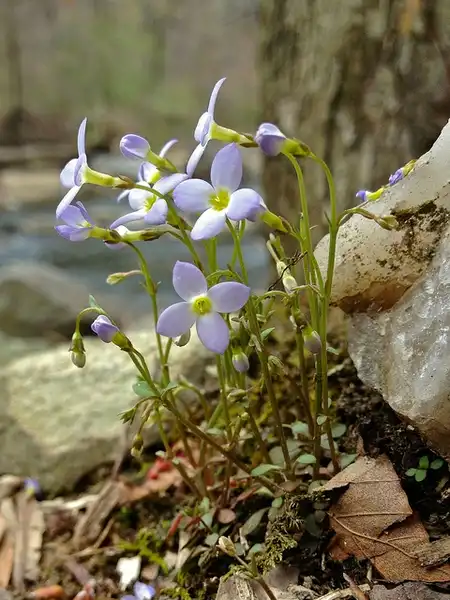 Photo of Houstonia caerulea (Houstonia caeruleas)
