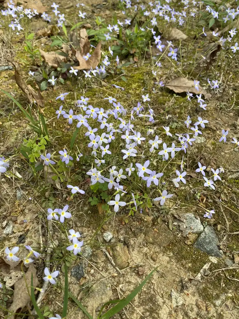 Photo of Houstonia caerulea - Flowers (Davidson County,NC)-April:Kathy Sill