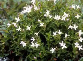 Photo of Houstonia purpurea (Houstonia purpureas)