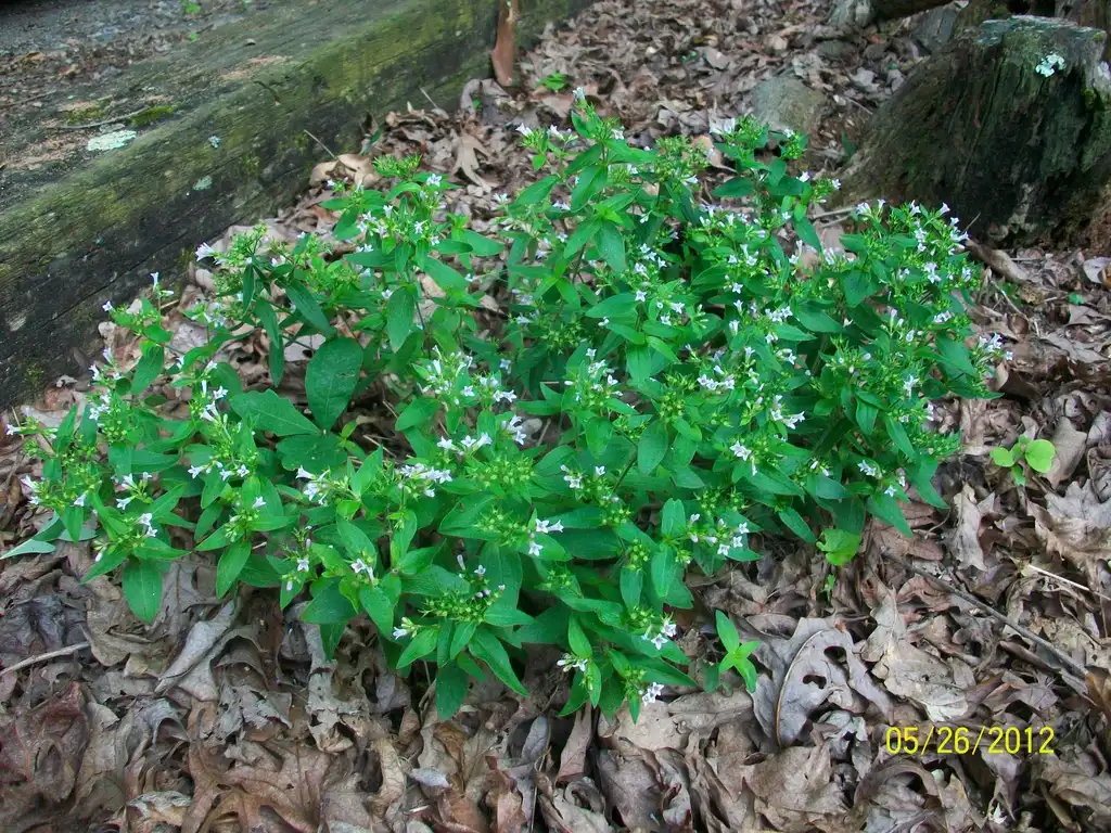 Photo of Houstonia purpurea (Houstonia purpureas)