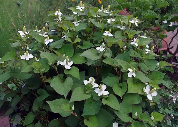 Фото Houttuynia cordata (Houttuynia cordatas)