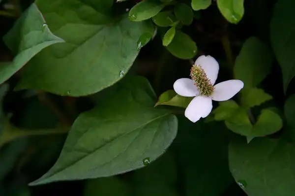 Фото Houttuynia cordata (Houttuynia cordatas)