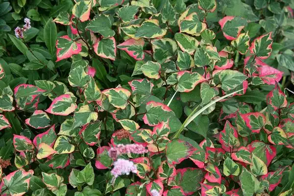 Фото Houttuynia cordata - 'Chameleon' variegated leaves:Emma Cooper
