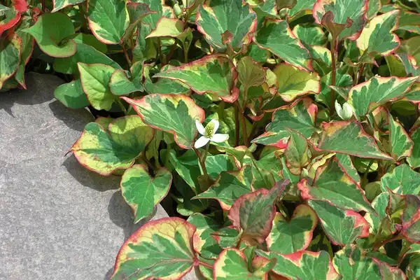 Фото Houttuynia cordata - 'Chameleon' variegated leaves:Andrey Zharkikh