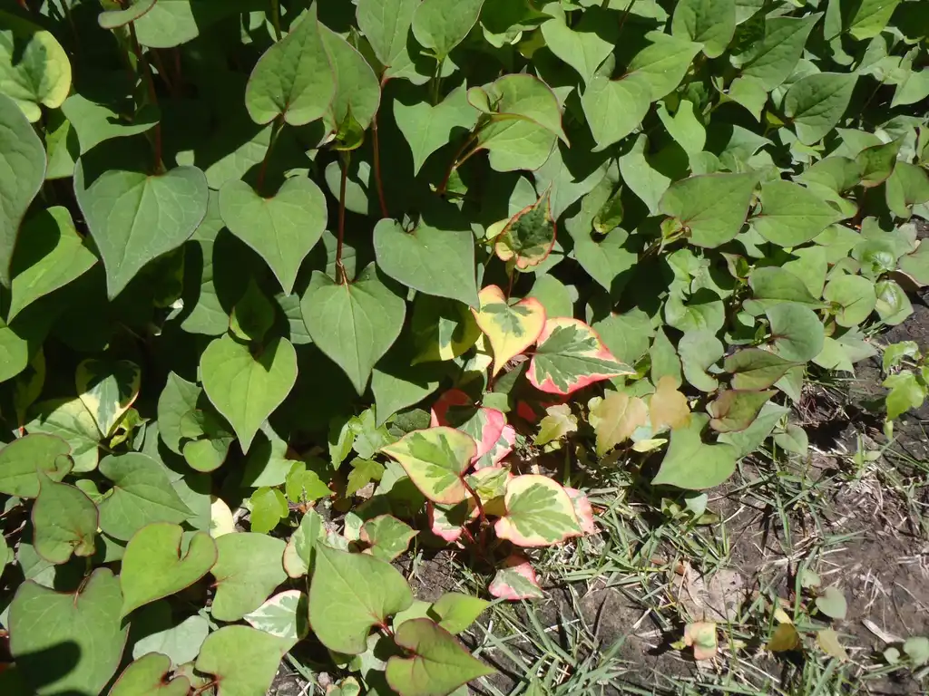 Фото Houttuynia cordata - 'Chameleon' Reversion:Jim Robbins