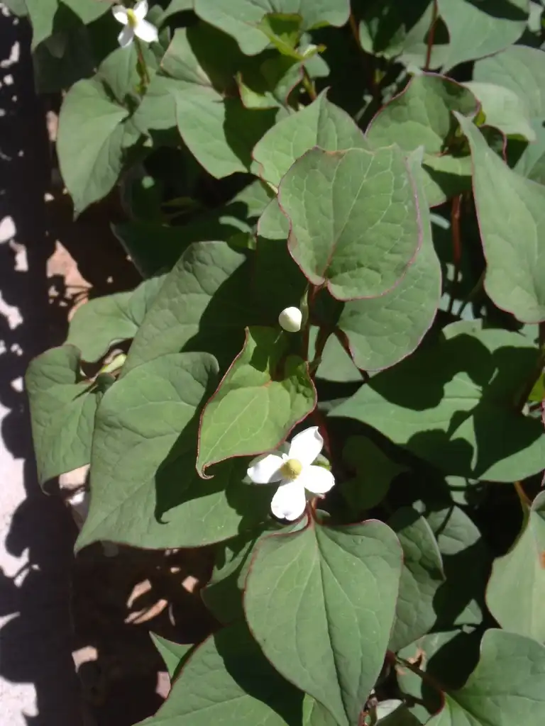 Фото Houttuynia cordata - Flower and Leaves:Jim Robbins