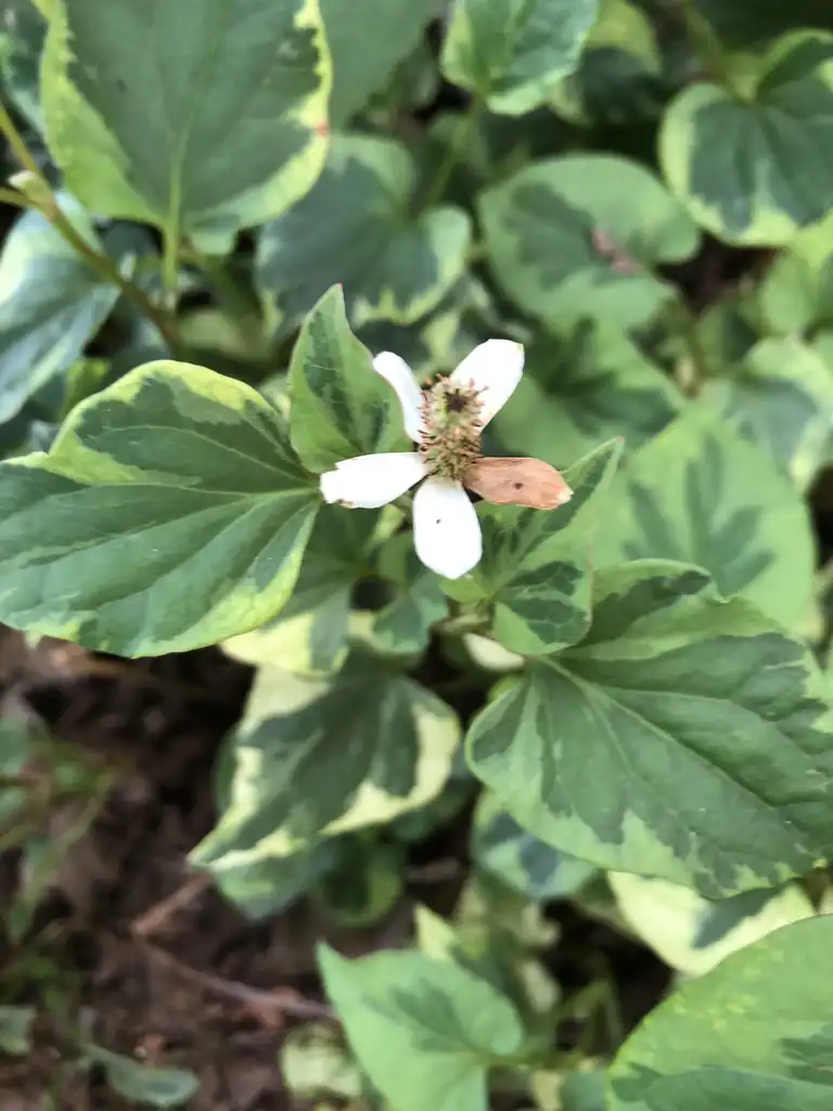 Фото Houttuynia cordata - Flower Close-up (Warren County, NC):Cathy Dewitt