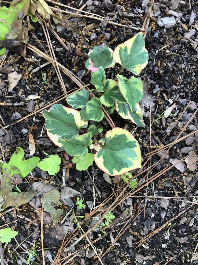 Фото Houttuynia cordata - Leaves Close-Up (Warren County,NC):Cathy Dewitt
