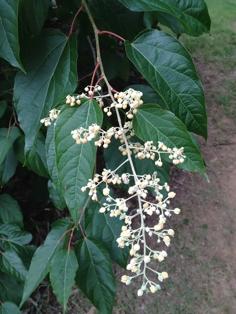 Фото Hovenia dulcis (Hovenia dulciss)