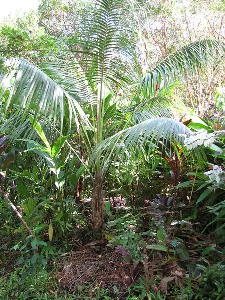 Photo of Howea forsteriana (Howea forsterianas)