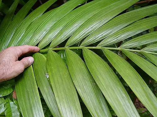 Photo of Howea forsteriana (Howea forsterianas)