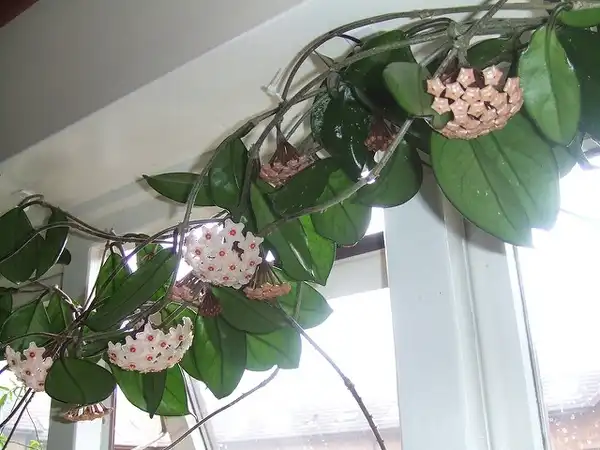 Photo of Hoya carnosa (Hoya carnosas)