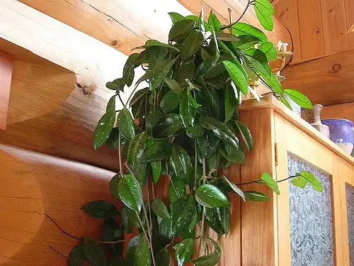 Photo of Hoya carnosa (Hoya carnosas)
