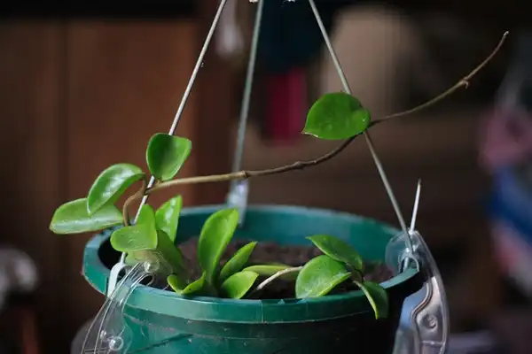 Photo of Hoya carnosa - Young plant in container:saiberiac